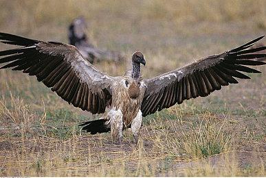 《火影忍者博人传：忍者先锋》大筒木一式DLC宣传片