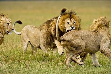 大胃袋大食花！ 《宝可梦传说 Z-A》新MAGA登场